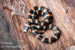 Schwarzgebänderte Wühltrugnatter, Scolecophis Atrocinctus 7 Schwarzgebänderte Wühltrugnatter, Scolecophis Atrocinctus -Aquarienladen Schwarzgebaenderte Wuehltrugnatter Scolecophis atrocinctus 3