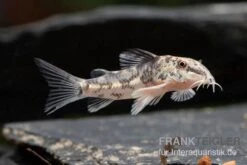 Schabracken-Panzerwels, Scleromystax Barbatus -Aquarienladen Scleromystax barbatus 3
