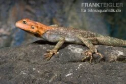 Siedleragame, Agama Agama