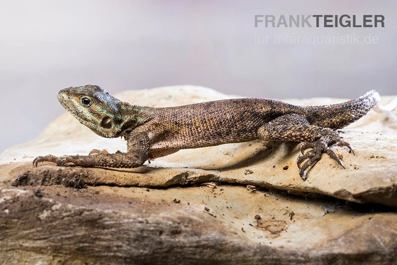 Siedleragame, Agama Agama 4 Siedleragame, Agama Agama – Bild 2