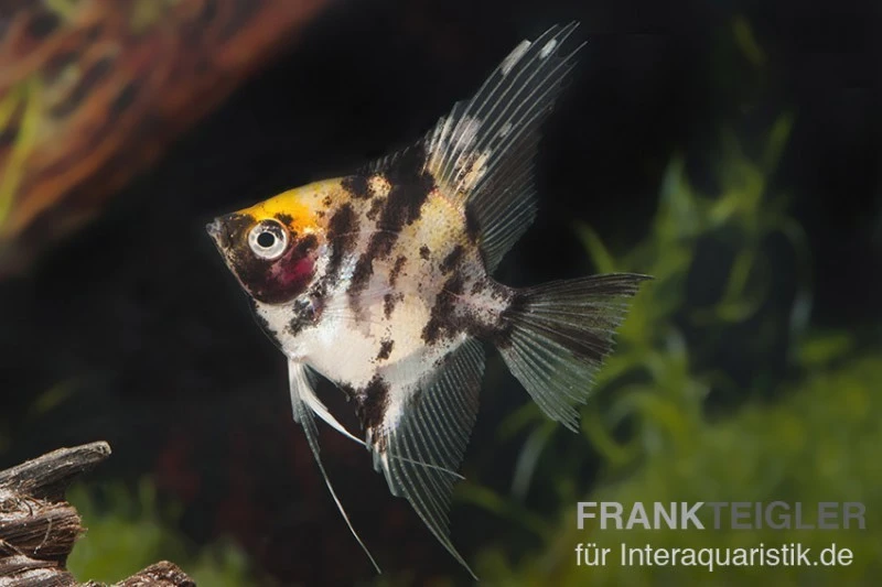 Goldkopf-Skalar XL, Pterophyllum Scalare 3 Goldkopf-Skalar XL, Pterophyllum Scalare