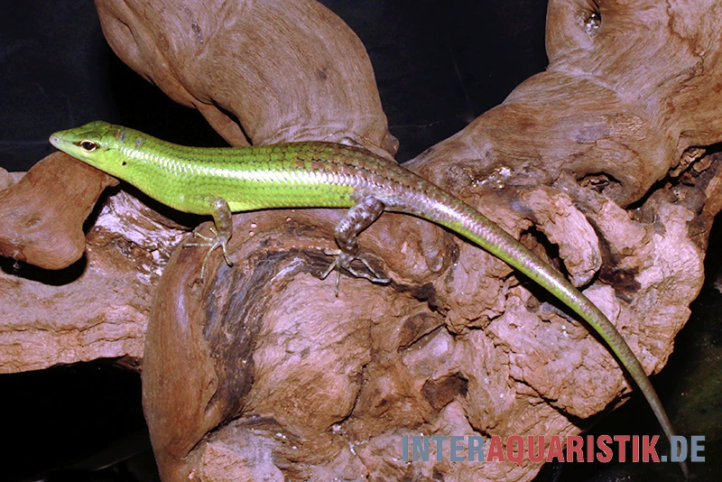Smaragdgrüner Glanzskink, Lamprolepis Smaragdina 3 Smaragdgrüner Glanzskink, Lamprolepis Smaragdina