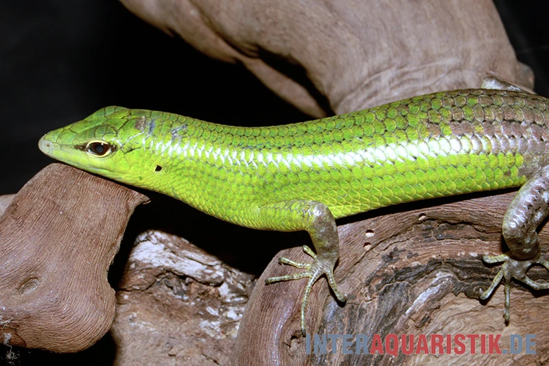 Smaragdgrüner Glanzskink, Lamprolepis Smaragdina 4 Smaragdgrüner Glanzskink, Lamprolepis Smaragdina – Bild 2