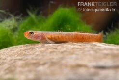 Smaragdgrundel, Stiphodon Surrufus, 1 Paar -Aquarienladen Smaragdgrundel Stiphodon surrufus 1