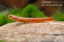 Smaragdgrundel, Stiphodon Surrufus, 1 Paar -Aquarienladen Smaragdgrundel Stiphodon surrufus 3