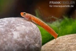 Smaragdgrundel, Stiphodon Surrufus, 1 Paar -Aquarienladen Smaragdgrundel Stiphodon surrufus 4