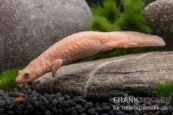 Spanischer Albino-Rippenmolch, Pleurodeles Waltl Albino 14 Spanischer Albino-Rippenmolch, Pleurodeles Waltl Albino -Aquarienladen Spanischer Albino Rippenmolch Pleurodeles waltl albino 3