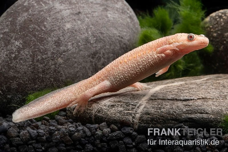 Spanischer Albino-Rippenmolch, Pleurodeles Waltl Albino 4 Spanischer Albino-Rippenmolch, Pleurodeles Waltl Albino – Bild 2