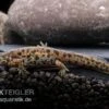 Spanischer Rippenmolch, Pleurodeles Waltl 2 Spanischer Rippenmolch, Pleurodeles Waltl -Aquarienladen Spanischer Rippenmolch Pleurodeles waltl 1