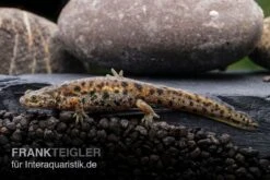Spanischer Rippenmolch, Pleurodeles Waltl