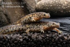Spanischer Rippenmolch, Pleurodeles Waltl -Aquarienladen Spanischer Rippenmolch Pleurodeles waltl 4