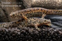 Spanischer Rippenmolch, Pleurodeles Waltl -Aquarienladen Spanischer Rippenmolch Pleurodeles waltl 5