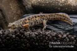 Spanischer Rippenmolch, Pleurodeles Waltl -Aquarienladen Spanischer Rippenmolch Pleurodeles waltl 7