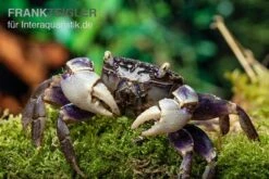 Spider Crab Sp. Blue, Neosarmatium Rotundifrons -Aquarienladen Spider Crab Blue 13