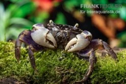 Spider Crab Sp. Blue, Neosarmatium Rotundifrons -Aquarienladen Spider Crab Blue 9