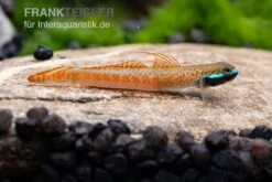 Annieae-Grundel, Stiphodon Annieae, 1 Paar 12 Annieae-Grundel, Stiphodon Annieae, 1 Paar -Aquarienladen Stiphodon annieae 18