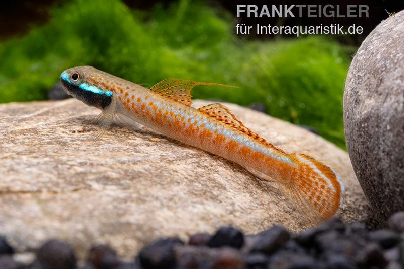 Annieae-Grundel, Stiphodon Annieae, 1 Paar 8 Annieae-Grundel, Stiphodon Annieae, 1 Paar – Bild 6