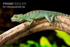 Stirnlappenbasilisk, Basiliscus Plumifrons -Aquarienladen Stirnlappenbasilisk Basiliscus plumifrons 3