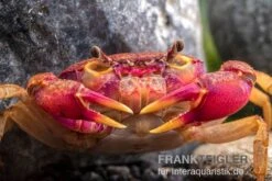 Lila Süßwasserkrabbe, Globithelphusa "indian Lilac" -Aquarienladen Suesswasserkrabbe Globithelphusa indian lilac n3