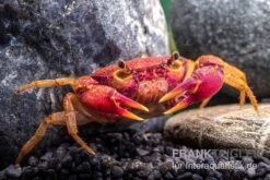 Lila Süßwasserkrabbe, Globithelphusa "indian Lilac" -Aquarienladen Suesswasserkrabbe Globithelphusa indian lilac n5