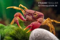 Lila Süßwasserkrabbe, Globithelphusa "indian Lilac" -Aquarienladen Suesswasserkrabbe Globithelphusa indian lilac n7