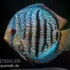 Diskusfisch ASIA-NZ, Symphysodon Discus Red Spotted Green -Aquarienladen Symphysodon aequifasciatus Red Spotted Green 4
