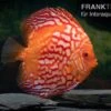 Diskusfisch ASIA-NZ, Symphysodon Discus Red Stone (Fire Stone) -Aquarienladen Symphysodon aequifasciatus Red Stone