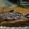 Vielpunkt-Kuckuckswels, Synodontis Multipunctatus -Aquarienladen Synodontis multipunctatus