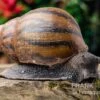 Tiger-Achatschnecke, Achatina Achatina