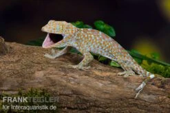 Tokeh, Gekko Gecko -Aquarienladen Tokeh Gekko gecko 3