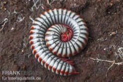 Regenbogentausendfüßer, Tonkinbolus Dollfusi -Aquarienladen Tonkinbolus dollfusi 10