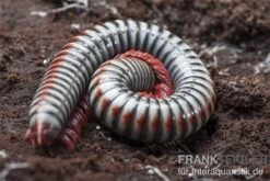 Regenbogentausendfüßer, Tonkinbolus Dollfusi -Aquarienladen Tonkinbolus dollfusi 11