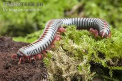 Regenbogentausendfüßer, Tonkinbolus Dollfusi -Aquarienladen Tonkinbolus dollfusi 19