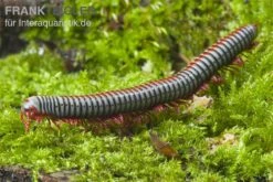 Regenbogentausendfüßer, Tonkinbolus Dollfusi -Aquarienladen Tonkinbolus dollfusi 2
