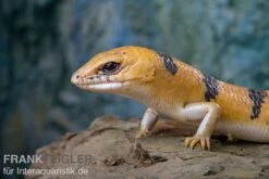 Tunesischer Nachtskink, Scincopus Fasciatus 10 Tunesischer Nachtskink, Scincopus Fasciatus -Aquarienladen Tunesischer Nachtskink Scincopus fasciatus 3