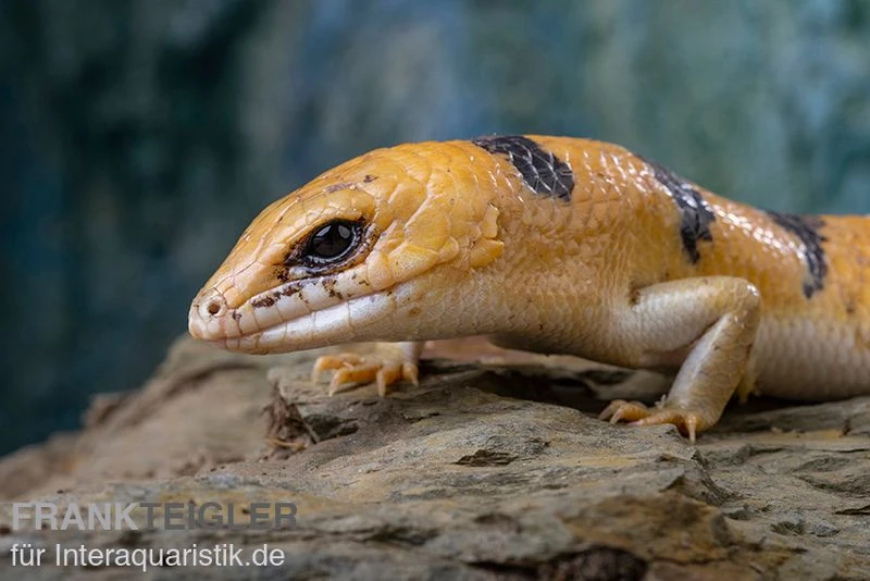Tunesischer Nachtskink, Scincopus Fasciatus 8 Tunesischer Nachtskink, Scincopus Fasciatus – Bild 6