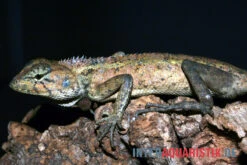 Waldgarteneidechse, Calotes Emma 7 Waldgarteneidechse, Calotes Emma -Aquarienladen Waldgarteneidechse Calotes emma2