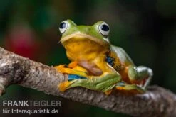 Wallace-Flugfrosch, Rhacophorus Nigropalmatus -Aquarienladen Wallace Flugfrosch Racophorus nigropalmatus 3