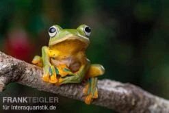 Wallace-Flugfrosch, Rhacophorus Nigropalmatus -Aquarienladen Wallace Flugfrosch Racophorus nigropalmatus 4