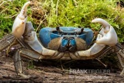 Weihnachtsinsel-Krabbe, Discoplax Celeste -Aquarienladen Weihnachtsinsel Krabbe Discoplax celeste 3