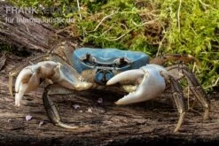 Weihnachtsinsel-Krabbe, Discoplax Celeste -Aquarienladen Weihnachtsinsel Krabbe Discoplax celeste 4