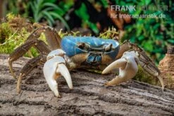 Weihnachtsinsel-Krabbe, Discoplax Celeste -Aquarienladen Weihnachtsinsel Krabbe Discoplax celeste 5