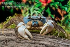 Weihnachtsinsel-Krabbe, Discoplax Celeste -Aquarienladen Weihnachtsinsel Krabbe Discoplax celeste 6