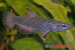 Weißsaum-Zwergkampffisch "Malinau", Betta Albimarginata "Malinau", Paarweise -Aquarienladen Weisssssaum Zwergkampffisch Malinau Betta albimarginata Malinau 3