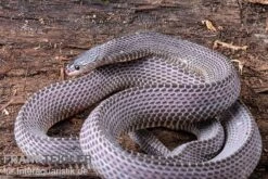 Westliche Wald-Feilenschlange, Mehelya Poensis -Aquarienladen Westliche Wald Feilenschlange Mehelya poensis 13