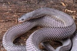 Westliche Wald-Feilenschlange, Mehelya Poensis -Aquarienladen Westliche Wald Feilenschlange Mehelya poensis 5