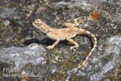 Wüstenagame, Agama Mutabilis -Aquarienladen Wuestenagame Agama mutabilis