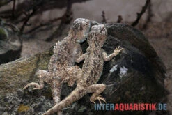Wüstenagame, Agama Mutabilis -Aquarienladen Wuestenagame Agama mutabilis neu 2