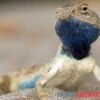 Wüstenagame, Agama Mutabilis 2 Wüstenagame, Agama Mutabilis -Aquarienladen Wuestenagame Agama mutabilis neu farbe jpg