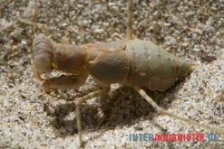 Wüstenmantis, Eremiaphila Nilotica 7 Wüstenmantis, Eremiaphila Nilotica -Aquarienladen Wuestenmantis Eremiaphila nilotica 3